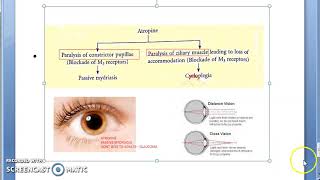 Pharmacology 110 b Atropine hyoscine scopolamine ipratropium bromide tropicamide benzhexol [upl. by Aleusnoc]