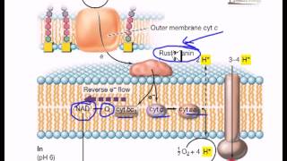 Electron flow in iron oxidizing bacteria [upl. by Sinylg]