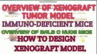 Overview of xenograft tumor model II Experimental design of xenograft model II Bulbc nude mice [upl. by Melda42]