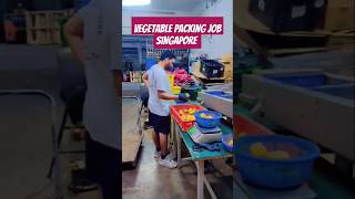 Vegetable Packing Job In Singapore jobvisa packingjob Salry 15001700SGD Indain 120000150000 [upl. by Wojak]