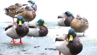 Mallard Ducks QUACKING ANGRY Tired of Winter [upl. by Entroc]