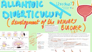 📯Allantoic Diverticulum Urachus  MBBS Embryology  USMLE Step 1 [upl. by Renaud]