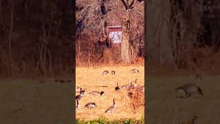 Some take off from the fields  nature bird geese wildlife [upl. by Nedgo]