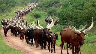 Millions Of Longhorn Cattle In America And Africa Are Raised This Way  Cattle Farming [upl. by Georgetta884]