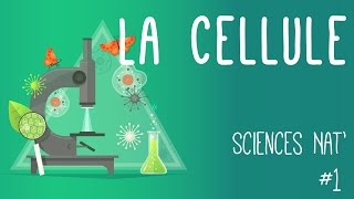 Tout savoir sur la cellule en 6 minutes [upl. by Emoreg]