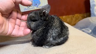 Zohra amp Natsume Holland Lop Kit 22 Days Old [upl. by Mobley772]