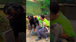 My HERO Dog Saved Cats Life 🥺❤️🐶 dogs doglover dog [upl. by Anilak]