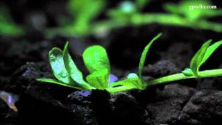 Hemianthus Callitrichoides Time Lapse 1080p [upl. by Eliason]