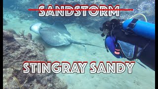 Stingray Sandy at Pirates Bay Tobago [upl. by Irtak350]