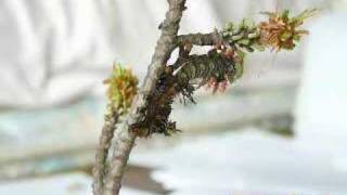 Imperial Moth Larva brown Form Molting [upl. by Licht]