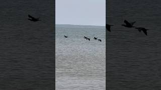 Cormorants flying over the sea shortsfeed birding nature cormorant viral birds shorts short [upl. by Strep]