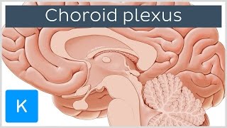 Choroid plexus Plexus Choroideus  Human Anatomy  Kenhub [upl. by Arikahc975]