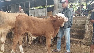 6500‼️HARGA PEDET JANTAN TERBARU  Jumat 1 Des 2023  Pasar Sapi Jatirogo [upl. by Ajdan]