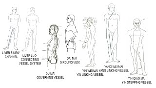 LAMP ACUPUNCTURE CHANNELS 51 LV Sinew amp Luo Du Mai Dai Mai Yin Wei amp Yang Wei Mai Yin Qiao Mai [upl. by Ches]