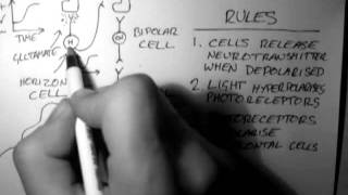 Horizontal Cells Vision 3 of 5 [upl. by Pump]