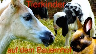 Tierkinder auf dem Bauernhof  Süße Kälber Fohlen Lämmer Ferkel und Küken Kinderfilm Tiere HD [upl. by Latrice]