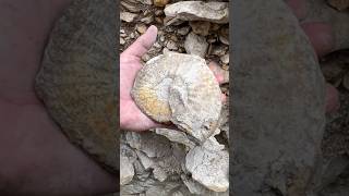 AMMONITE FOSSIL Extraction FAIL  Cant win Em All  fossilhunting northtexas creeks fossils [upl. by Nordgren178]