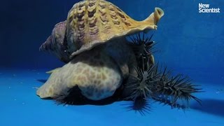 Giant triton vs crown of thorns starfish [upl. by Hedy]