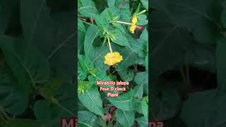 Mirabilis jalapa  Nyctaginaceae family  Four O clock plant [upl. by Aztinaj446]