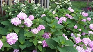 HYDRANGEA MACROPHYLLA Garden Tips [upl. by Schiffman129]