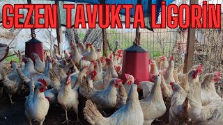 LİGORİN HAKKINDA MERAK EDİLENLER tavuk gezentavuk çiftlik yumurta keşfet fyp [upl. by Rutger]