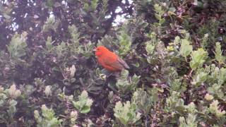 Endemic Birds in Hakalau Forest on the Big Island of Hawaii [upl. by Buckels]