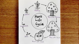 Plant life cycle  Life cycle of plant  Plant life cycle Drawing  How to draw plant life cycle 🌱 [upl. by Notgnihsaw350]