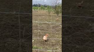 Wow Look 👀 Poultry Farm chickenfarming farmers farm poultryfarming trending viral shortsfeed [upl. by Wernick527]