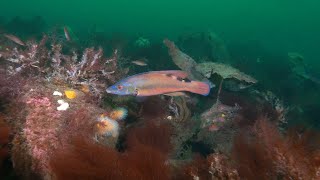 Film til Limfjordsgruppen  Havnetværket i Danmarks Naturfredningsforening [upl. by Kikelia]