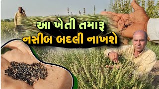 આ ખેતી તમારી કિસ્મત બદલી નાખશે ll વિઘે 300 ગ્રામ બિયારણ ll ના ખાતર અને કોઈ માવજત ll લાખોની આવક ll [upl. by Yelyr]