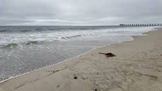 4K  Hermosa Beach Pier  by the waves ASMR 28 Minutes [upl. by Lledraw]