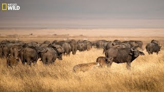 BBC Documentary  Hyenas Hunting Buffalo  New [upl. by Norramic]