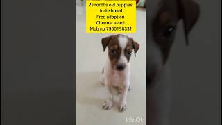 2 months old puppies free adoption Chennai avadi petlovers puppiesfreeadoptionchennai doglovers [upl. by Hickie]