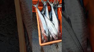 Kingfish export  seafood  fishing [upl. by Aneehta196]