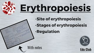 Erythropoiesis  RBC  Erythrocytes  Blood Physiology [upl. by Neelehtak101]