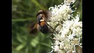 Phasia hemiptera et crassipennis [upl. by Neo245]