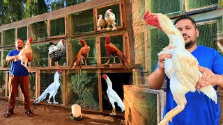 Visit Pakistani Aseel Murga Farm Start Now Fancy Chicken Poultry Farm Hsn Ground birds Farming [upl. by Golub]