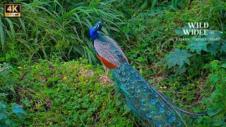 THE WORLDS MOST BEAUTIFUL BIRDS 4K PEACOCK VIDEO peacock [upl. by Lengel702]