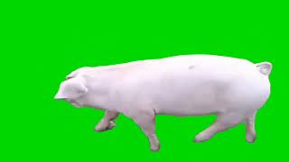 Pig Walking Green Screen  Copyright Free Pig Video [upl. by Noramac995]