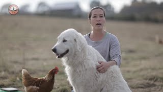 Livestock Guardian Dogs 101 [upl. by Aryamo]