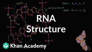 Molecular structure of RNA  Macromolecules  Biology  Khan Academy [upl. by Eciened369]