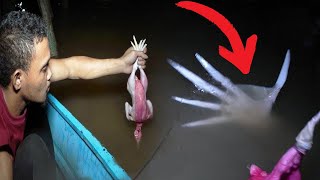 Fishermen Captured Something Out Of This World In The Mariana Trench [upl. by Shushan]