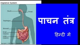 मानव पाचन तंत्र  3D एनीमेशन  Human Digestive system Animated 3D model  in Hindi [upl. by Hintze]