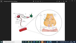 Mapa Mental  Sinapses Elétricas e Quimicas [upl. by Fridell261]