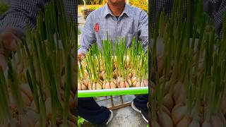 Use this seedling tray to plant garlic seedlings they grow fast and the roots wont rot 水培芽苗菜自己种菜 [upl. by Graehl382]