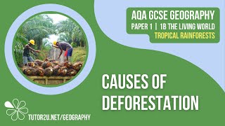 Causes of Deforestation  AQA GCSE Geography  Tropical Rainforests 4 [upl. by Inuat]