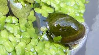 Great pond snails  Lymnaea stagnalis  Vatnasnigill  Tjarnarlíf  Vatnabobbi  Molluscs [upl. by Haily755]