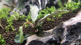 Planting a 20 Gallon Long Aquascape Walkthrough With Plant List [upl. by Wershba]