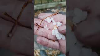 hailstorm HAIL hailstones shorts youtubeshorts viralvideo [upl. by Llednar]