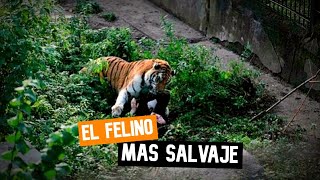 Por esta Razón el Tigre siberiano es el mejor de Todos los Grandes Felinos  Tigre de Amur [upl. by Ttik]